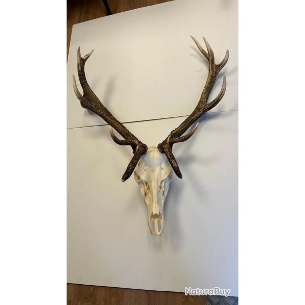 Troph�e Cerf Bizarde