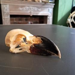 Cr&acirc;ne de Corbeau &agrave; nuque blanche ; Corvus albicollis