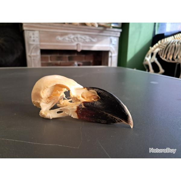 Cr�ne de Corbeau � nuque blanche ; Corvus albicollis