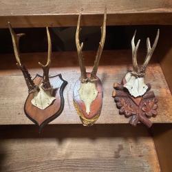 Animaux naturalis&eacute;s, empaill&eacute;s et cr&acirc;ne et bois