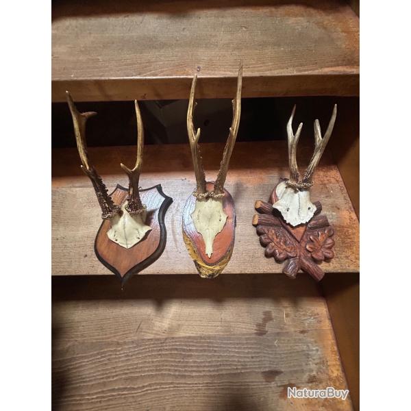 Animaux naturalis�s, empaill�s et cr�ne et bois