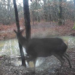 Chasse &agrave; l'approche et &agrave; l'affut   proche Dordogne