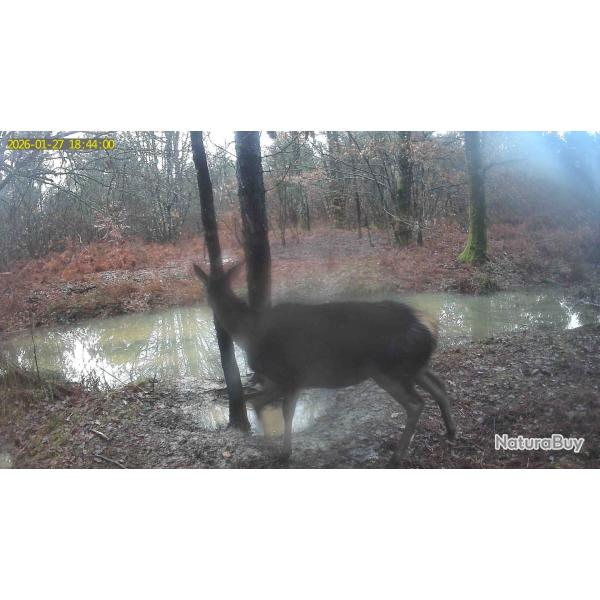 Chasse � l'approche et � l'affut   proche Dordogne