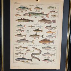 Illustration ancienne (+100 ans) Poissons d'eau douce - Planche encyclop&eacute;dique 1921