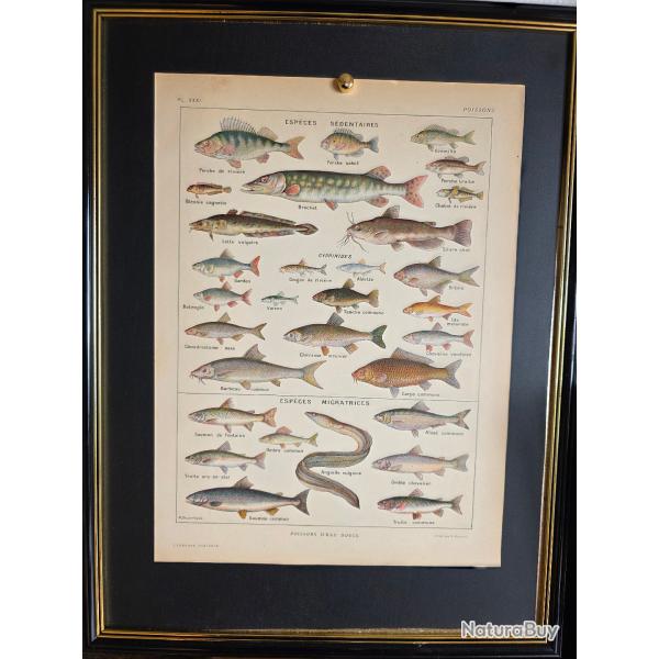 Illustration ancienne (+100 ans) Poissons d'eau douce - Planche encyclop�dique 1921