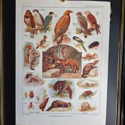 Illustration ancienne (+100 ans) Animaux nuisibles - Planche encyclop&eacute;dique 1921