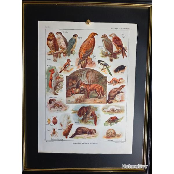 Illustration ancienne (+100 ans) Animaux nuisibles - Planche encyclop�dique 1921