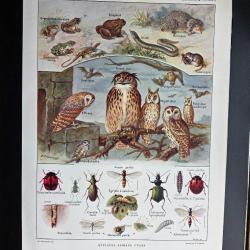 Illustration ancienne (+100 ans) Animaux utiles - Planche encyclop&eacute;dique 1921