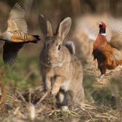 loue territoire pour chasse
