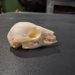 Cr&acirc;ne de kangourou roux juv&eacute;nile ; Osphranter rufus