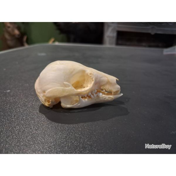 Cr�ne de kangourou roux juv�nile ; Osphranter rufus