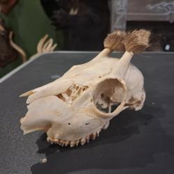 Cr&acirc;ne de chevreuil en velours #07037