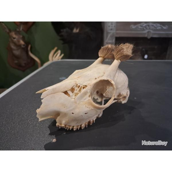 Cr�ne de chevreuil en velours #07037