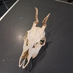 Cr&acirc;ne de chevreuil t&ecirc;te bizarde #07038