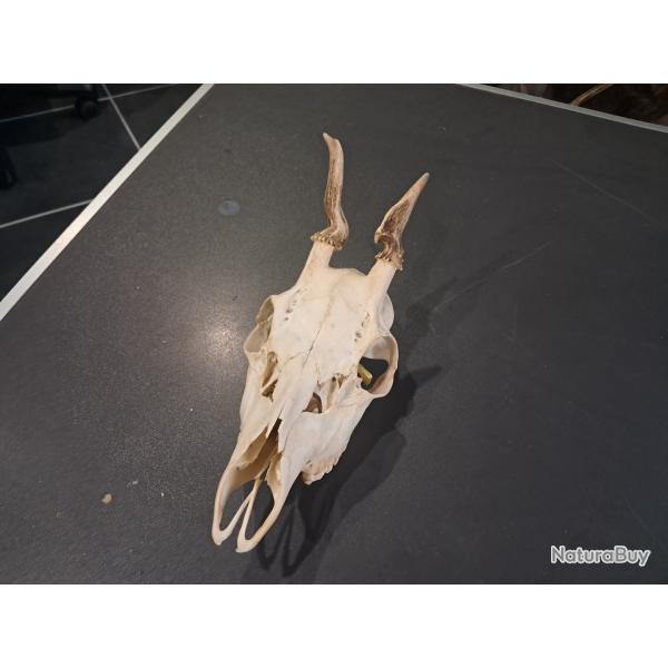 Cr�ne de chevreuil t�te bizarde #07038