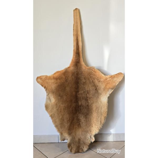 Peau / Fourrure de Kangourou / Wallaby