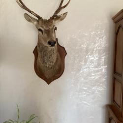 Troph&eacute;es de cerf 10 et 6 cors