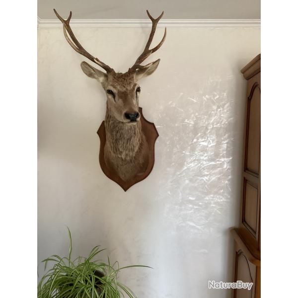 Troph�es de cerf 10 et 6 cors