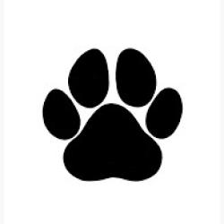 Recherche chiot braque allemand truit&eacute; noir