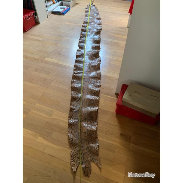 Magnifique peau de python