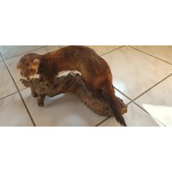 Taxidermie Putois