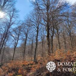 Propri&eacute;t&eacute; de Chasse et Foresti&egrave;re dans le Cantal (15) d'environ 74 hectares DF-855-A