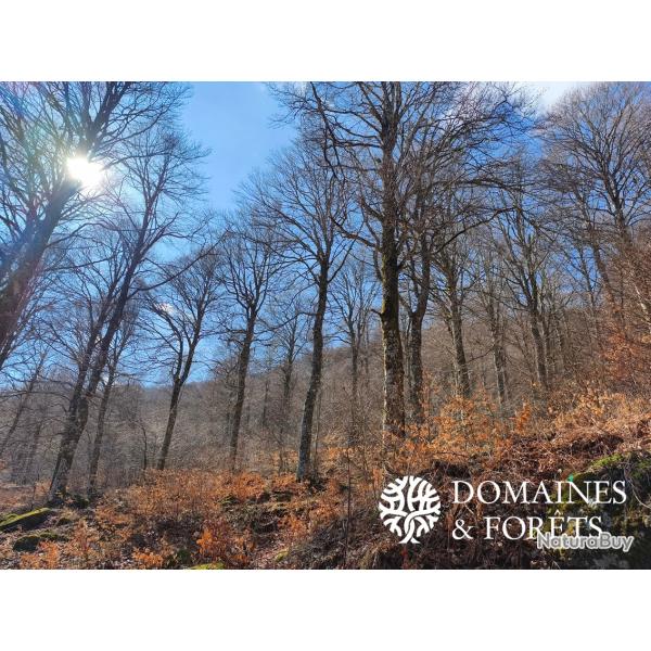 Propri�t� de Chasse et Foresti�re dans le Cantal (15) d'environ 74 hectares DF-855-A