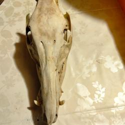 Gros cr&acirc;ne de sanglier