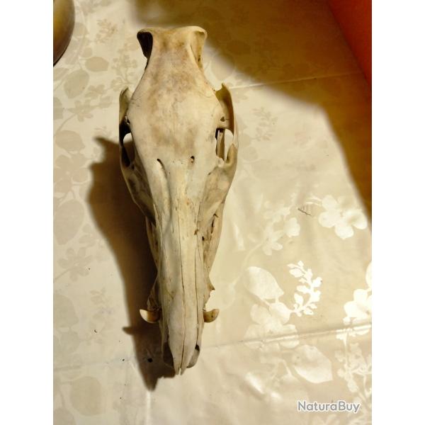 Gros cr�ne de sanglier