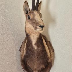 T&ecirc;te de chamois hybride avec une brebis