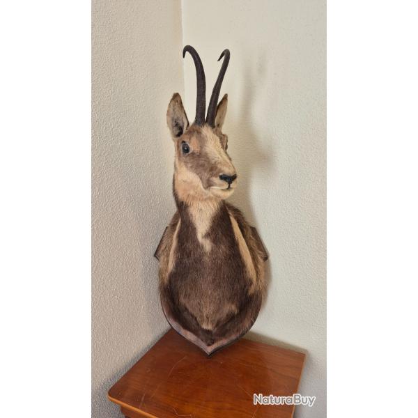 T�te de chamois hybride avec une brebis