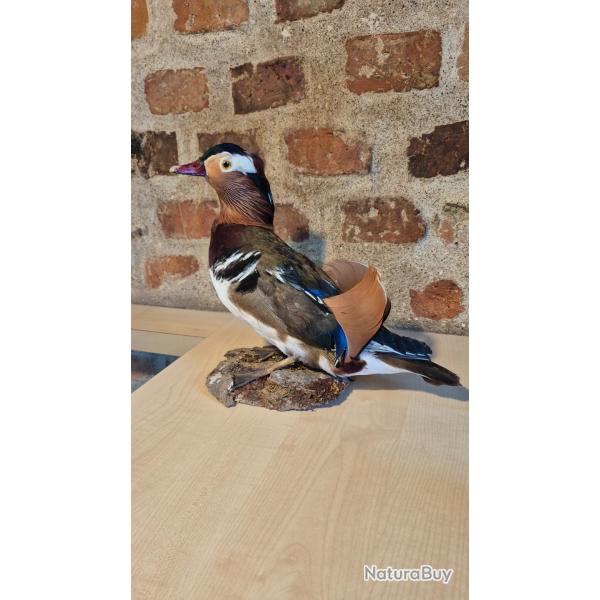 Canard Mandarin