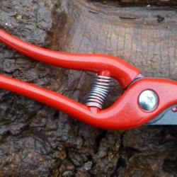 SECATEUR A ROSIER  1 2026   5