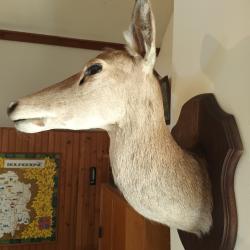 Troph&eacute; tete de Biche