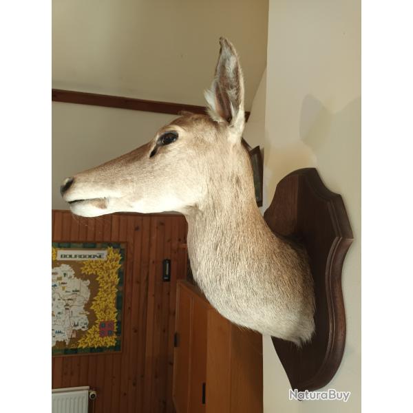 Troph� tete de Biche