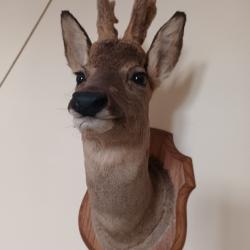 troph&eacute; Chevreuil