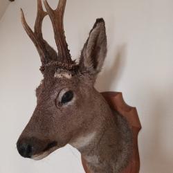 Troph&eacute; Chrevreuil