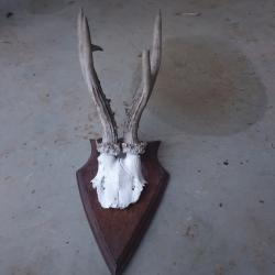 Troph&eacute;e de brocard