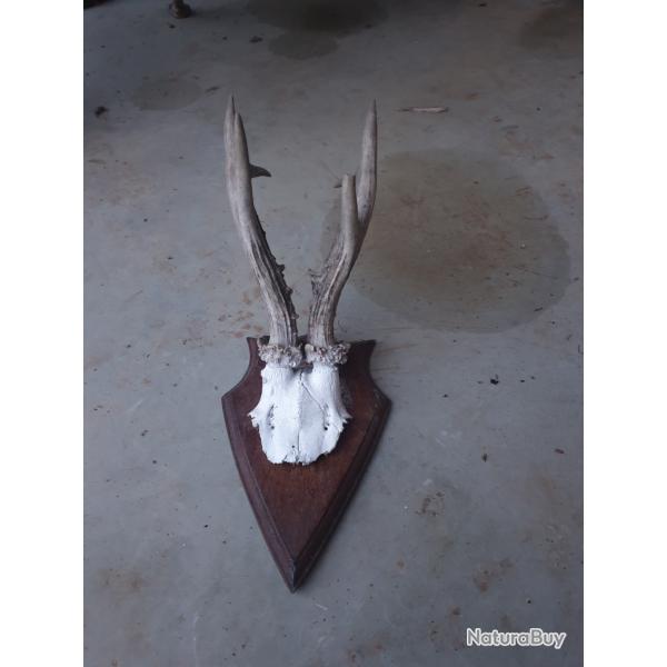 Troph�e de brocard