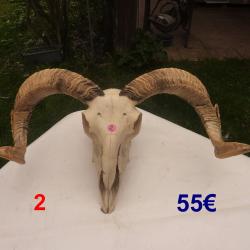 T&ecirc;tes ovin naturelles