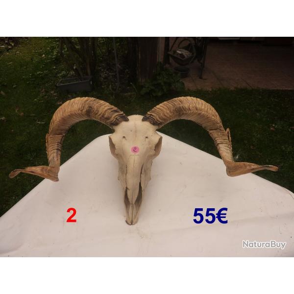 T�tes ovin naturelles