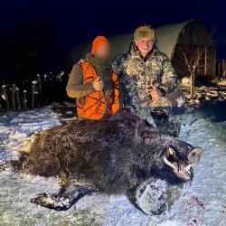 Battue de Sangliers en Roumanie
