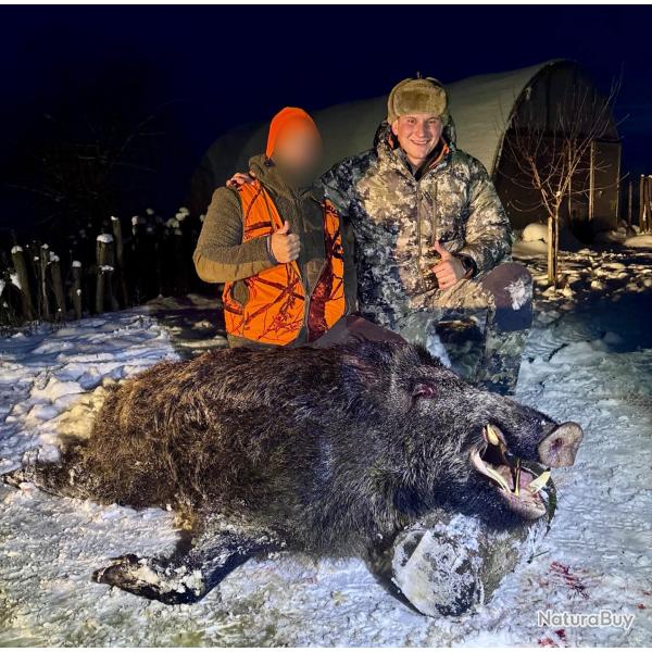 Battue de Sangliers en Roumanie