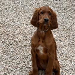 Setter Irlandais LOF extra chasse