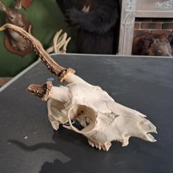 Cr&acirc;ne de chevreuil avec fracture consolid&eacute;e #07039