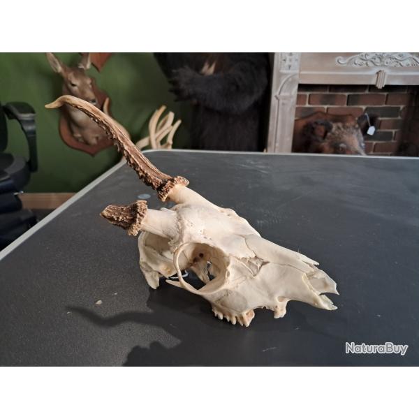 Cr�ne de chevreuil avec fracture consolid�e #07039