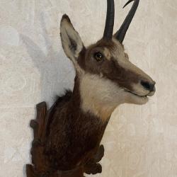 T&ecirc;te de Chamois naturalis&eacute;e