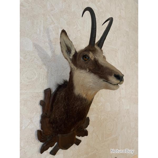 T�te de Chamois naturalis�e