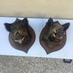 Ancien troph&eacute;e de chasse sanglier.