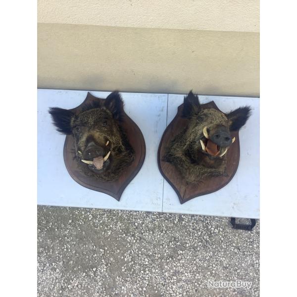 Ancien troph�e de chasse sanglier.